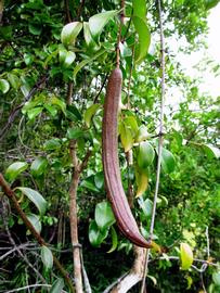   Fruit:   Plectaneia thouarsii ; Photo by Fidy Ratovoson, Missouri Botanical Garden
